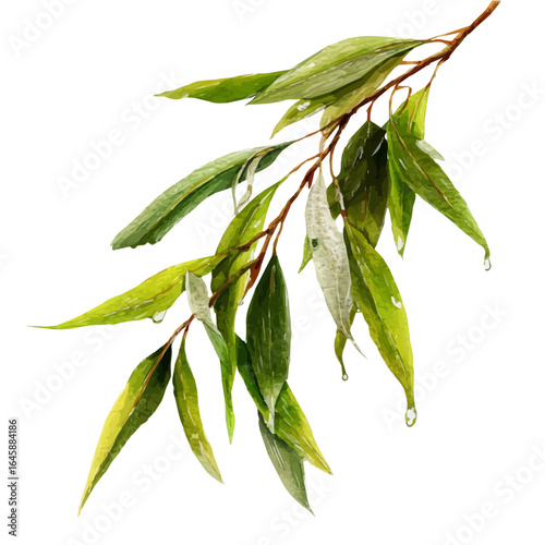Willow Bark, watercolor painting, vector illustration, isolated on a white background.