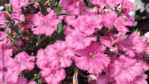 Cuadro en lienzo Pink Dianthus Chinensis Flowers Bloom on Green Nature Background