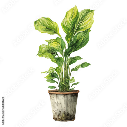 A watercolor painting of Cast Iron Plant, vector illustration on white background.