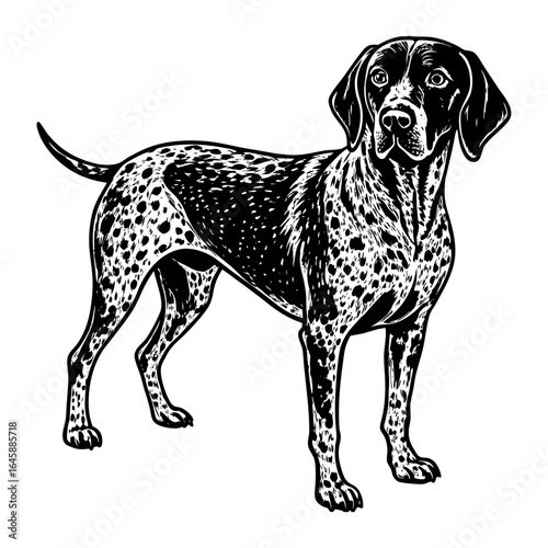 German shorthaired pointer