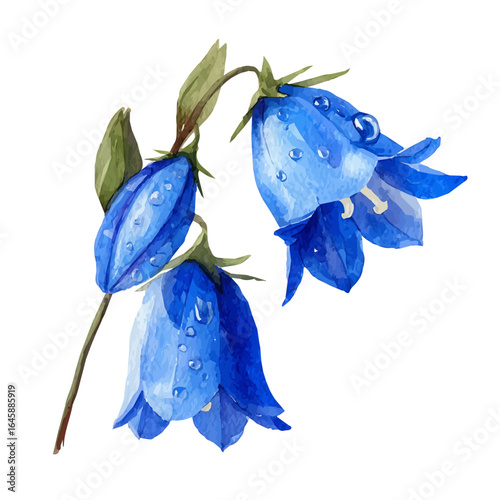 Bluebell in watercolor style, vector illustration, isolated on white background.