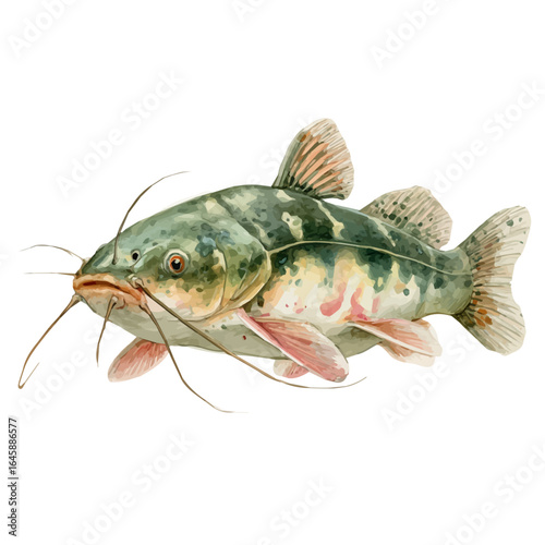 Watercolor vector illustration of Catfish With Barbels, isolated on white background.