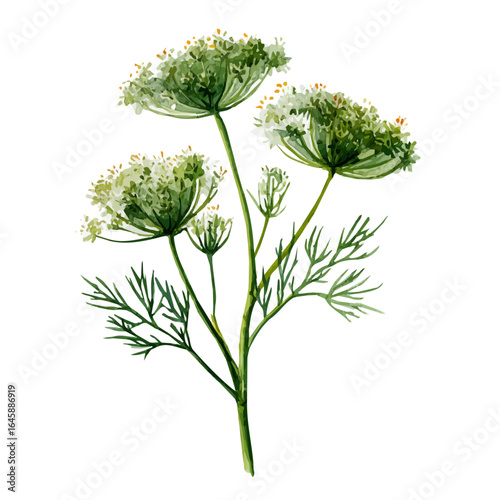 Tableau sur toile Caraway, watercolor painting, vector illustration, isolated on a white background