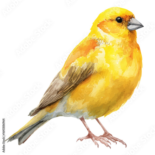 Canary in watercolor style, vector illustration, isolated on white background.