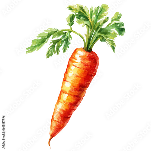 A watercolor painting of Carrot, vector illustration on white background.
