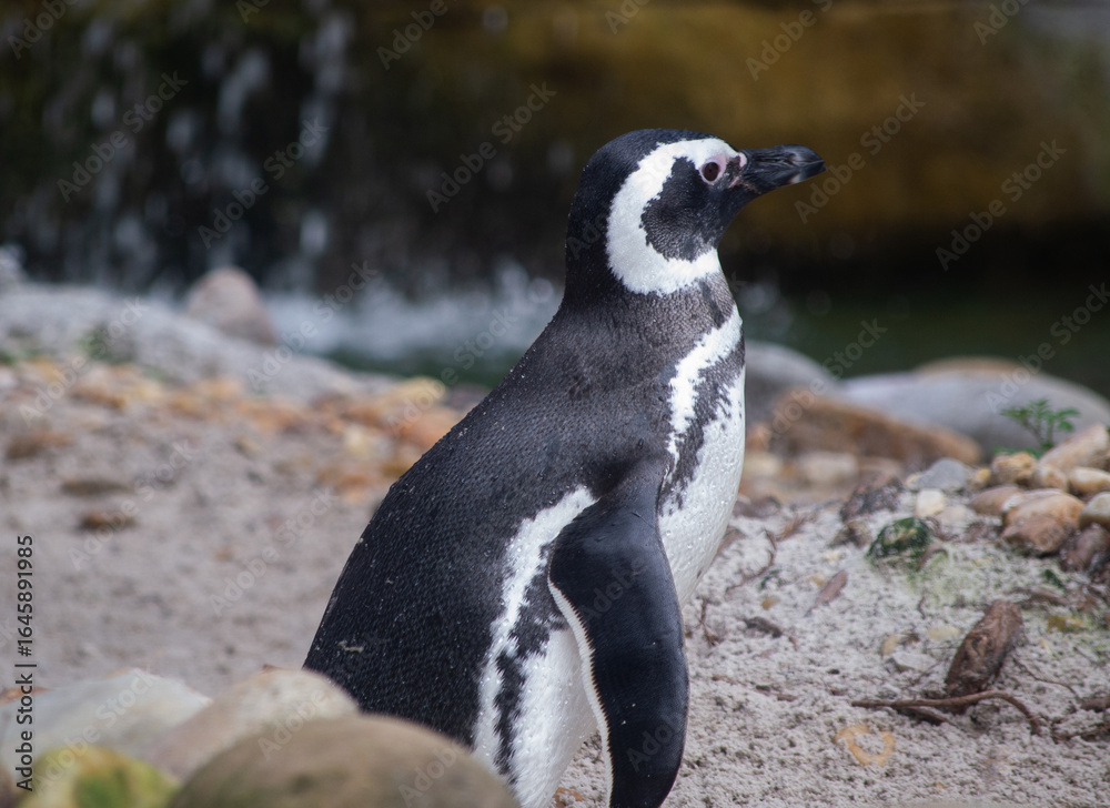 Obraz premium Magellanic Penguin
