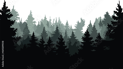 Dense Coniferous Forest Silhouettes, Woodland Landscape Background