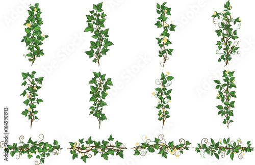 Vertical ivy vine collection, green plant stems with leaves and flowers, floral border elements, decorative botanical nature illustration set