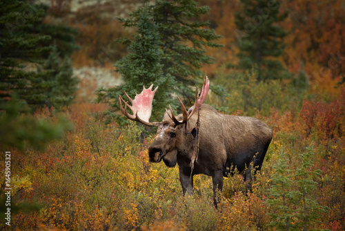 Φωτογραφία Bull moose in fall colors, velvet pealing from antlers, taken in Denali National