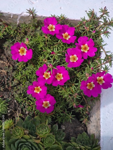 red yellow bright flowers on flowerbed garden