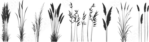 Silhouette of cattails and reeds. Wild grass on the river bank. Swamp coastal plants.