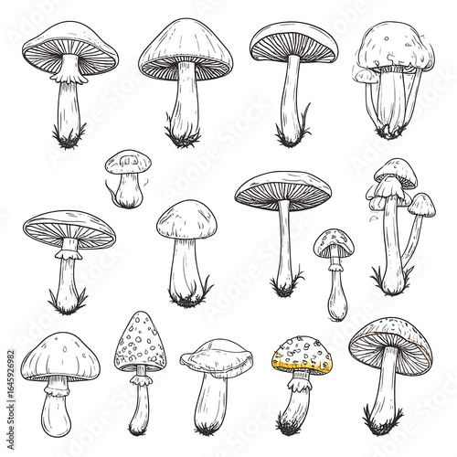 Various mushroom illustrations