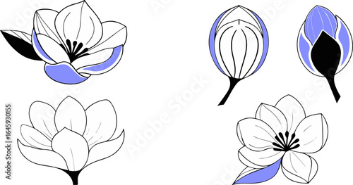 blue white line art Magnolia flower arrangement line art on white background. Silhouette magnolia botanical hand drawn element for wedding vector.Generative AI