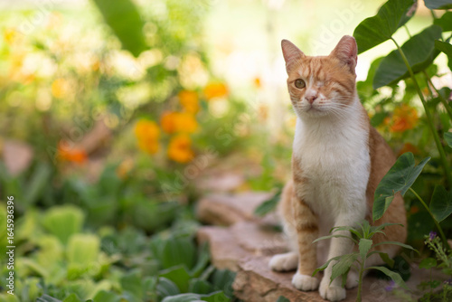 red one eyed cat in beautiful spring garden closeup photo