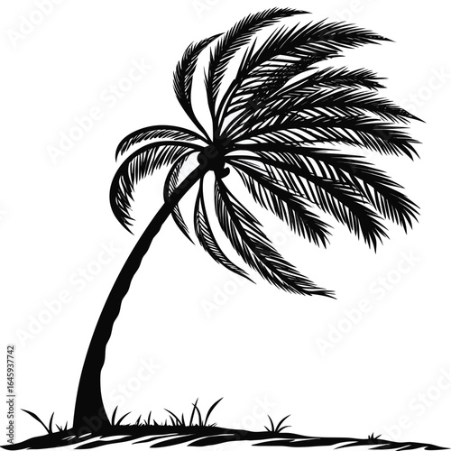 Photos Windblown palm tree on beach silhouette