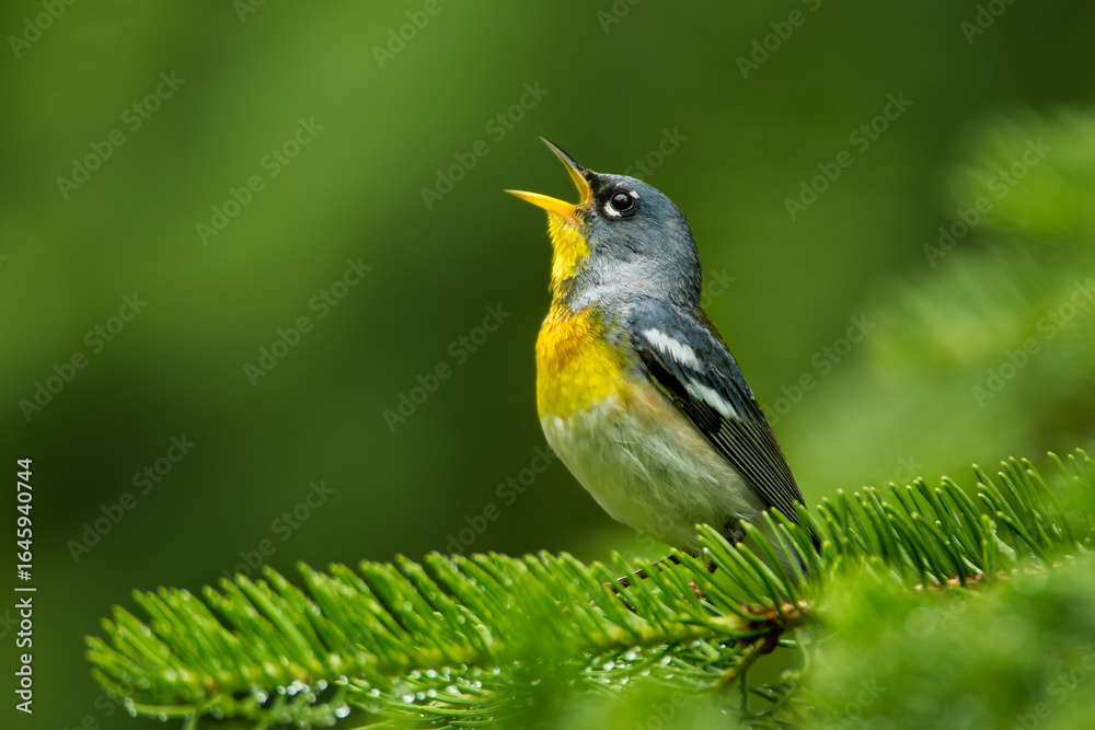 Fototapeta premium Northern Parula male singing taken in Algonquin PP Canada