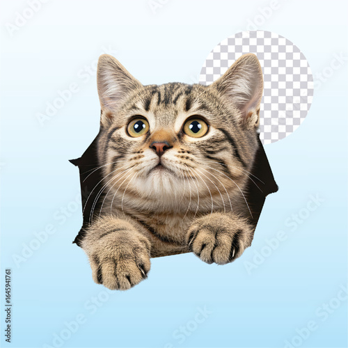 A tabby cat peers through a torn hole against a light blue gradient background