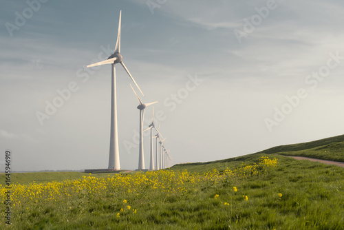 Wind turbines in Flevoland, Netherlands during spring with yellow flowers and green grass under blue sky