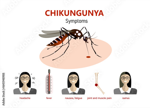 Flat vector Illustration Chikungunya Virus Symptoms with Fever and Joint Pain
