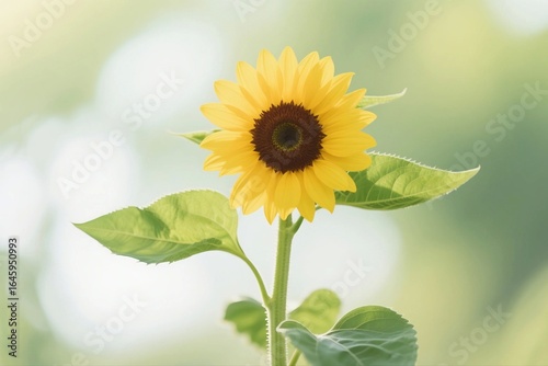 A single sunflower with bright yellow petals and a dark brown center, surrounded by green leaves, illuminated by natural light in a garden setting.