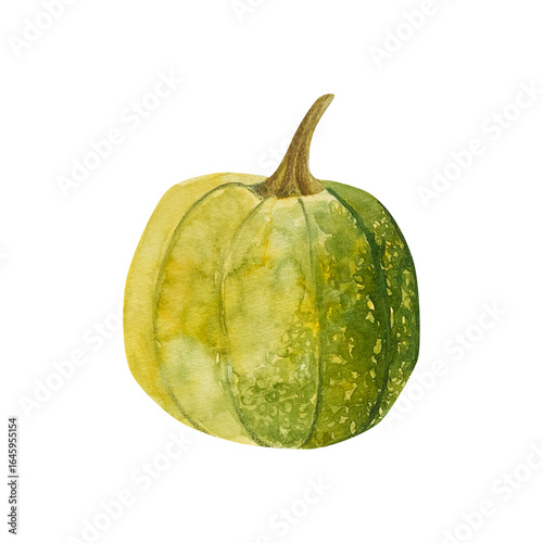 Watercolor hand drawn autumn illustration of a green pumpkin. Harvest vegetable isolated. Perfect for fall design, Thanksgiving decor, Hallowen decor, seasonal invitations, and botanical prints