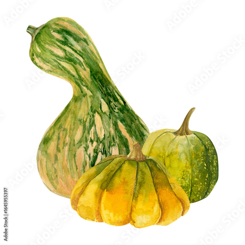 watercolor hand drawn autumn composition of three green pumpkins. harvest vegetable isolated. perfect for fall design, thanksgiving decor, hallowen decor, seasonal invitations