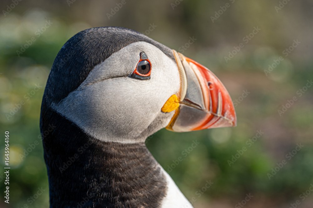custom made wallpaper toronto digitalClose-up portrait of an Atlantic puffin (Fratercula arctica) with bright orange beak