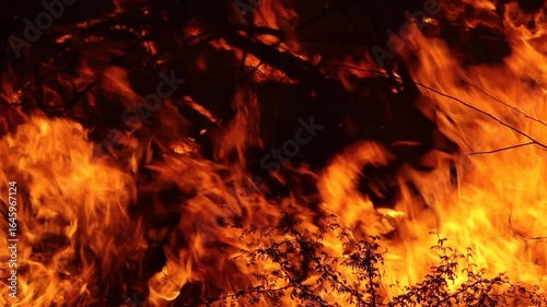 Large Flame of jungle fire burning and dense smoke of fire rising. A fire in the rainforest burning trees and branches at summer season. in jungle Wildfire, A forest fire burning