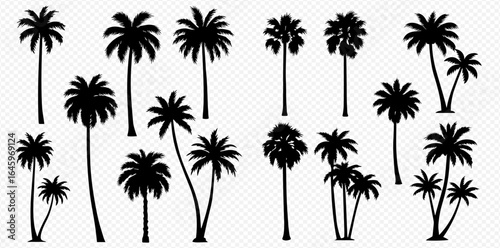 A collection of various black palm tree silhouettes isolated on a transparent background.