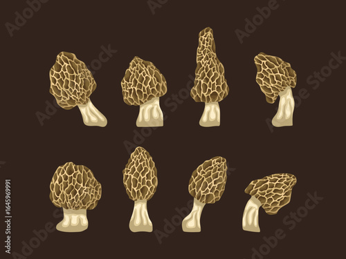morel mushroom wild asian cartoon nature chinese raw harvest plant cooking forest object element art