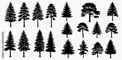 A collection of various black silhouettes of coniferous trees like pine, fir, and spruce, isolated on a transparent background.