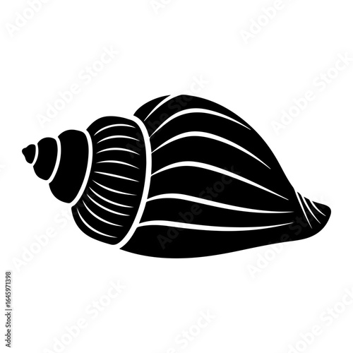 Elegant black and white illustration of a seashell with a smooth surface and a spiral shape found on the beach