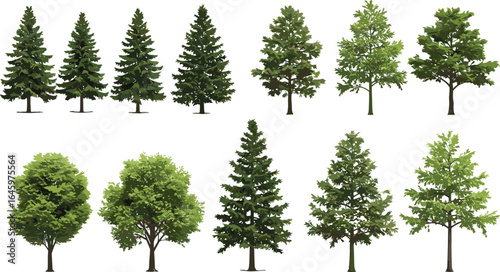 Collection of Detailed Tree Illustrations Featuring Various Evergreen Coniferous Pines and Lush Deciduous Species, Perfect for Forest, Park, and Landscape Design Projects