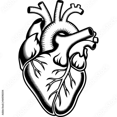 Anatomical Heart Icon: A meticulously detailed anatomical illustration of the human heart, presented in a classic black and white style, showcasing its intricate structure and biological essence.