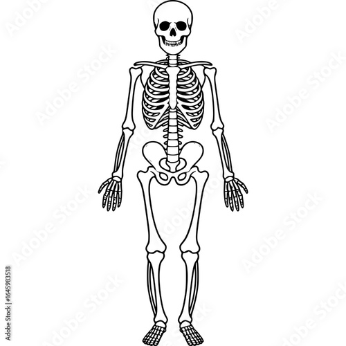 Anatomy: A detailed illustration of a human skeleton, perfect for educational or medical purposes, the image highlights the intricacies of the skeletal structure in precise detail.