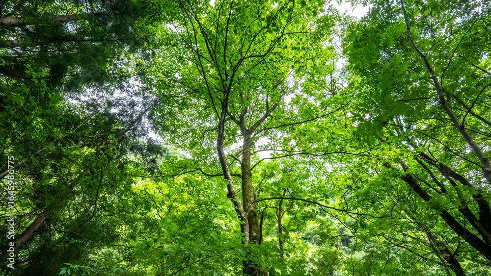 Unique ginkgo tree in bloom showcases nature's beauty on a warm summer day in Nanjing Unique ginkgo tree in bloom showcases nature's beauty on a warm summer day in Nanjing