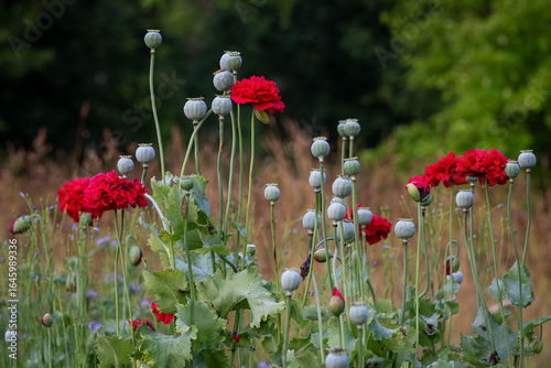 Photography Summer morning background with poppies