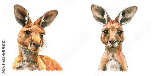 kangaroo watercolor vector illustration