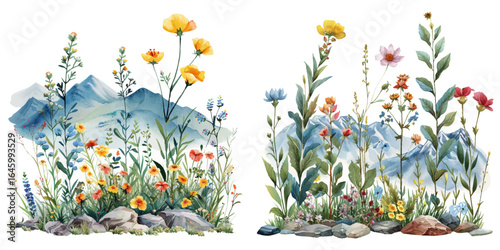 tibetan wildflowers lanscape watercolor vector illustration
