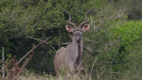 A magnificent greater kudu bull with impressive spiraling horns stands in the bush before walking off to browse on the leaves of a nearby shrub, South Africa.