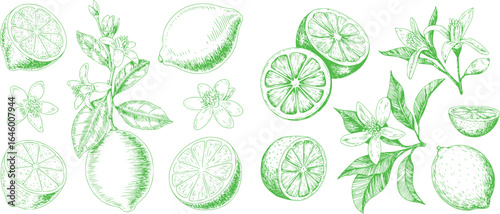 Green lime fruits and blossoms sketch citrus flower