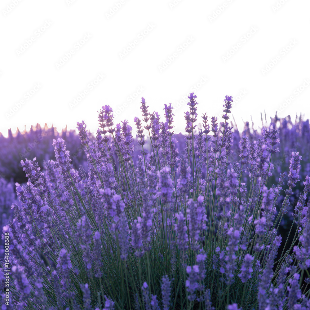 Obraz premium fragrant lavender field in full bloom isolated on white and transparent background