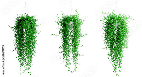 Three lush green hanging plants with cascading vines isolated on transparent background