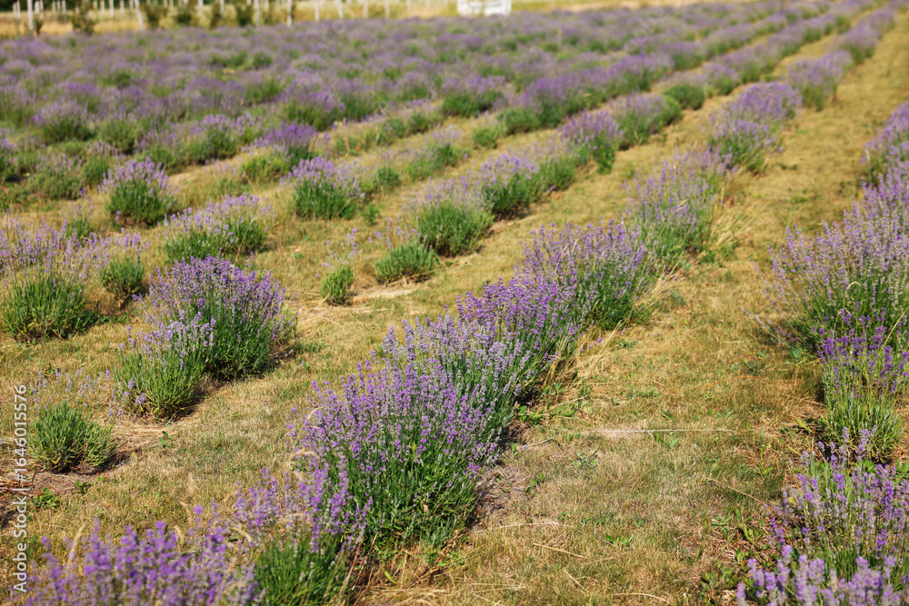 Fototapeta premium Beautiful blooming lavender flowers growing in field