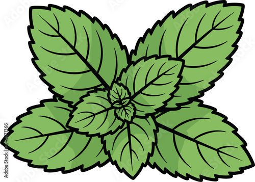 Fresh Herbal Peppermint Leaves – Detailed Green Mint Botanical Drawing