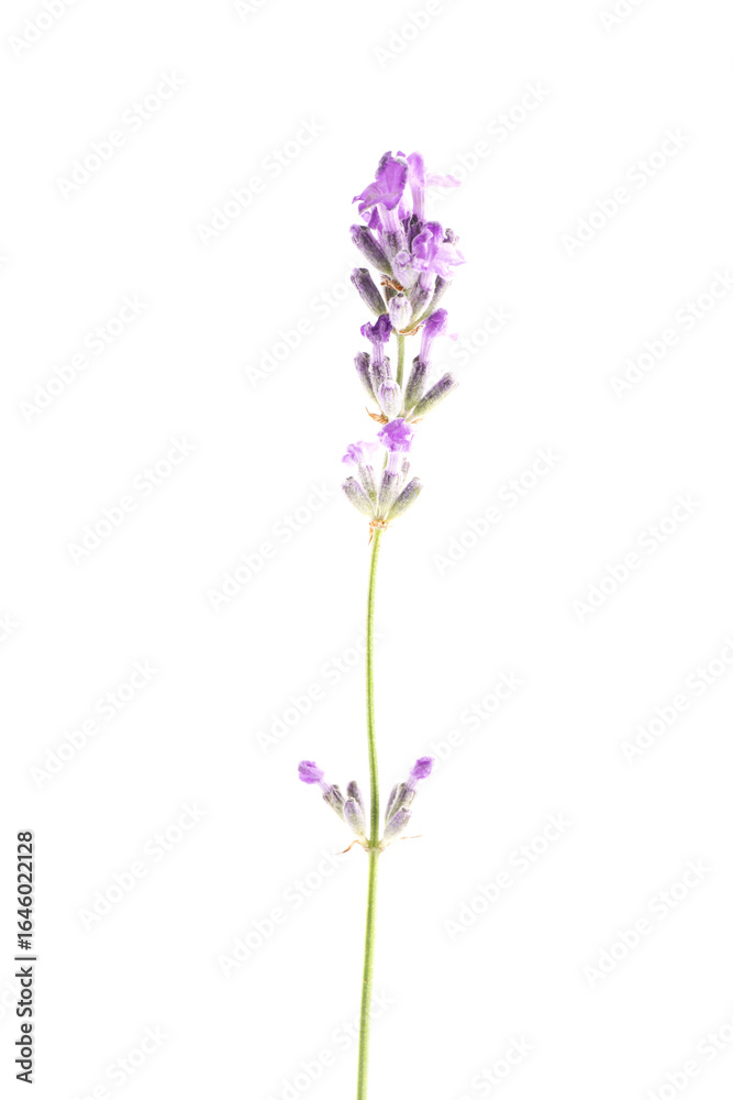 Naklejka premium Beautiful lavender isolated on white. Fragrant flower
