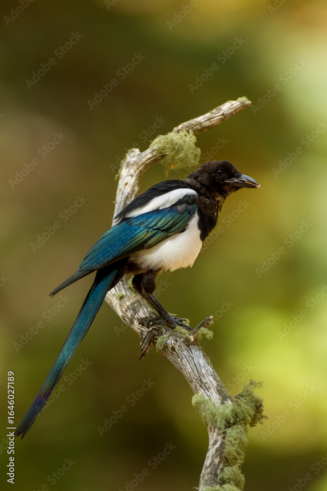 Obraz premium Black-billed Magpie taken in central Colorado