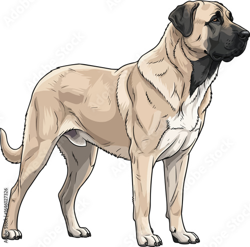 Anatolian Shepherd Dog standing alert side view vector illustration