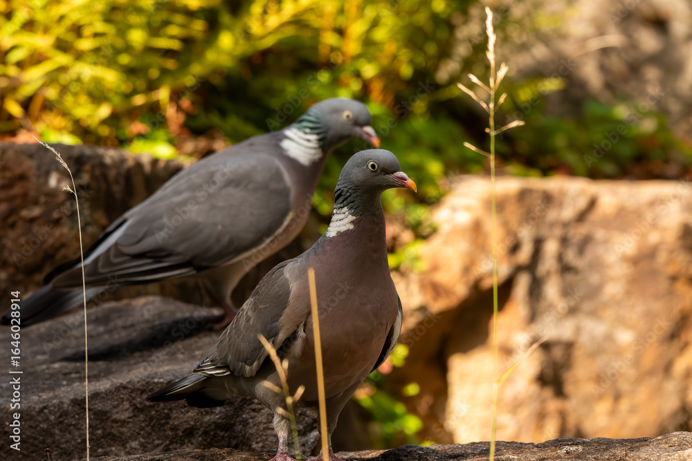 Fototapeta premium Two pigeons in the garden