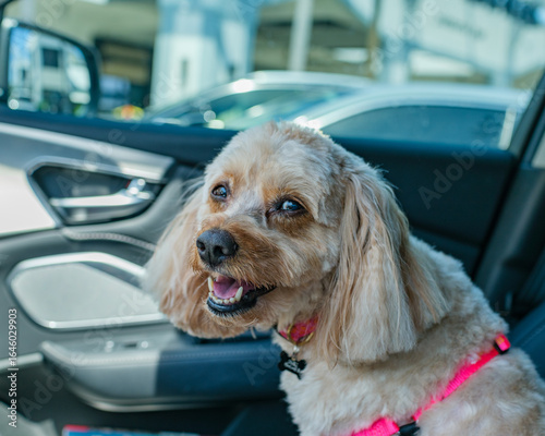 Cavapoo in the Passenger seat after fresh grooming